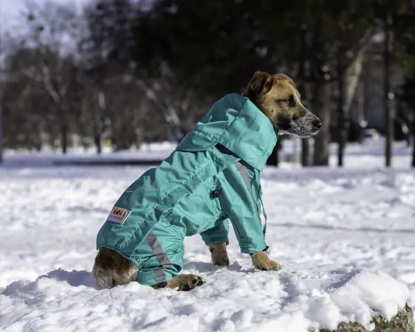 Дощовик на змійці Dogs Bomba бірюзовий MZ-6