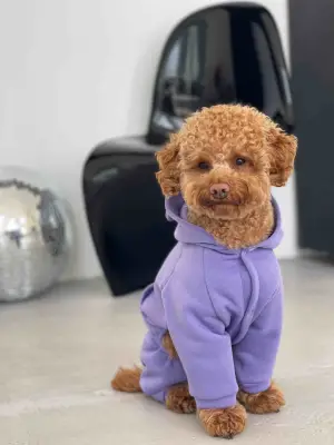 Костюм Dogs Bomba з кишенею фіолет D-142