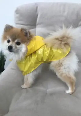 Дощовик плащ Dogs Bomba жовтий M-42